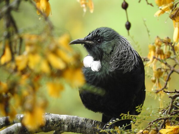 Tūī are one of the native nectar feeding birds which relies on the seasonal resource provided by kōwhai. Photo: Jesse Bythell