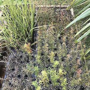 Seedlings ready to go the nursery