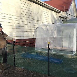Kelsi with new rabbit deterring fence and grow tunnel