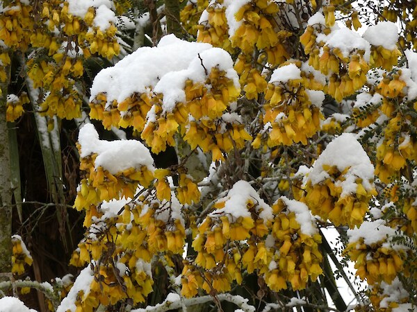 Early flowering kōwha (Sophora microphylla) is an important seasonal food resource for nectar-feeding birds such as tūī and korimako | bellbird. Photo: Jesse Bythell
