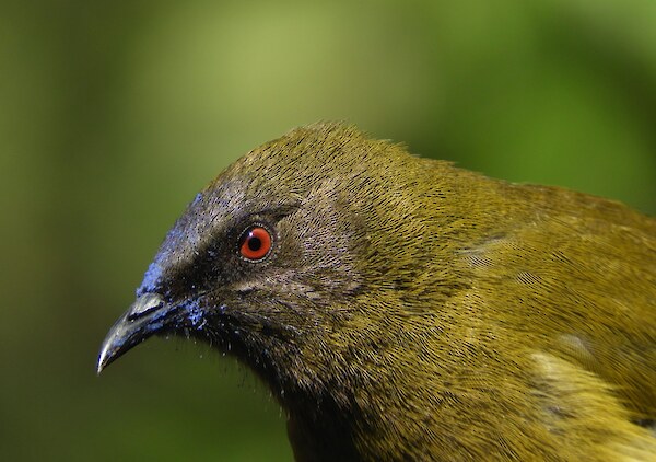 Male korimako | bellbird covered in blue pollen from kōtukutuku | tree fuchsia. Photo: Jesse Bythell