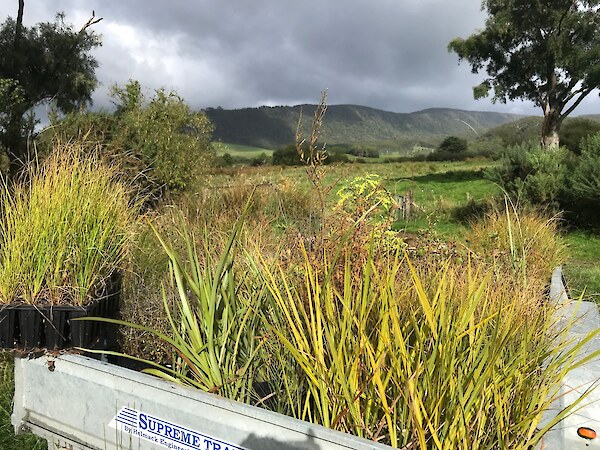 Trailer load of Waikawa Community Nursery Plants ready to go in the ground. Photo: Jesse Bythell