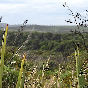 Looking into Te Rere from the planted edge. Photo: Jesse Bythell